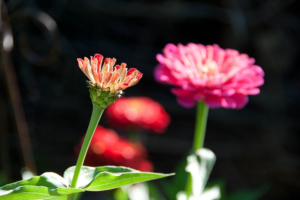 Blomster i haven